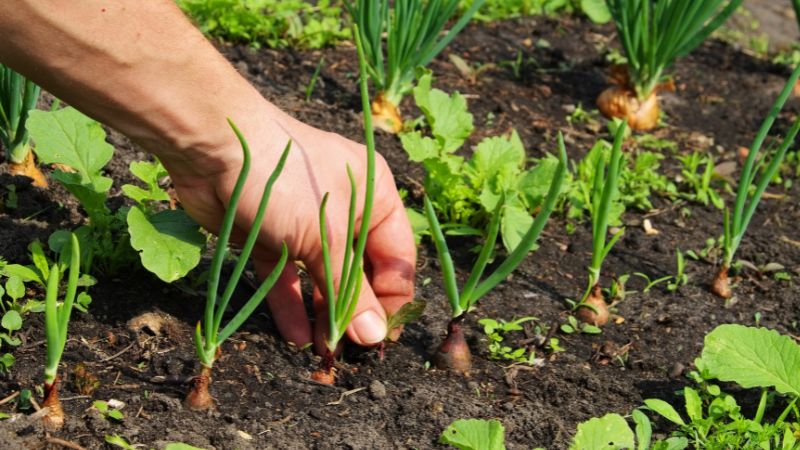 RSI will keep your garden free from weeds with our garden weed control service.