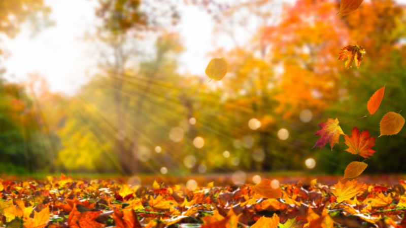 We provide fall and spring lawn care to do cleanups at the beginning and end of the year.