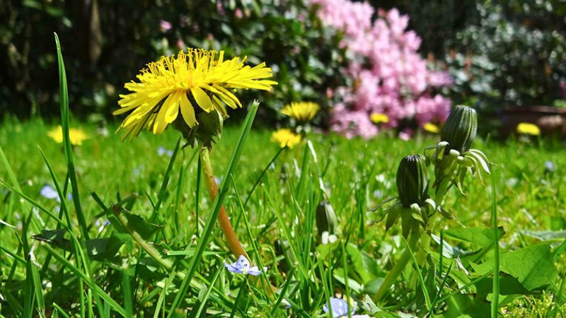 We apply all types of fertilizer to meet the needs of our local Madison soils. Whether it's weed control or feeding your lawn, we can take care of it all.
