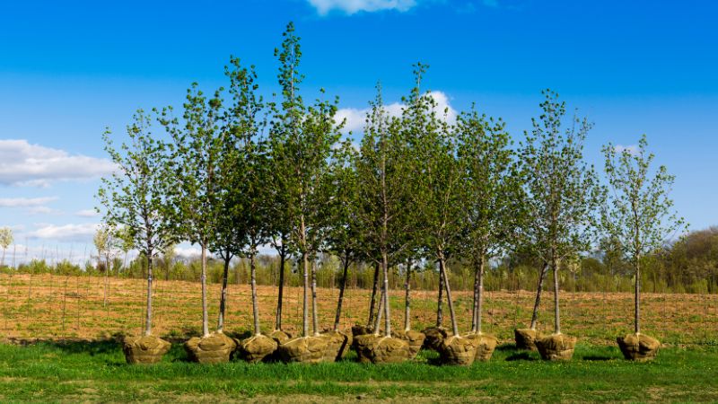 We plant, maintain and care for all types of trees in the Madison area.